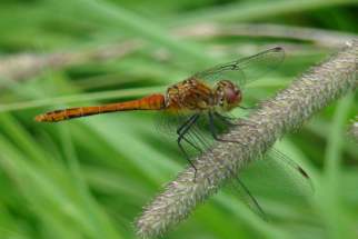 Sympetrum depressiusculum - Sumpf-Heidelibelle